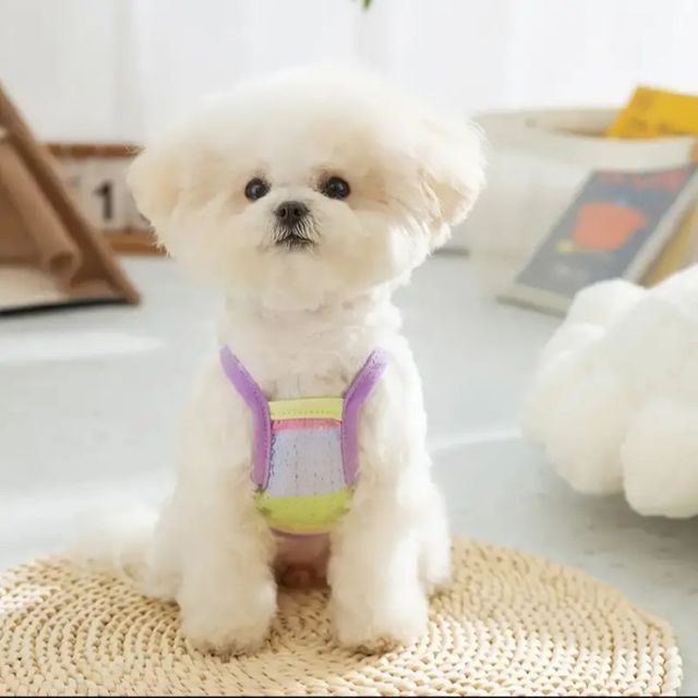 Pastel Rainbow Dog Harness Vest
