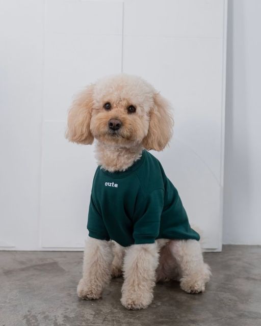 Spring Summer POLO Shirt  Dog Clothes