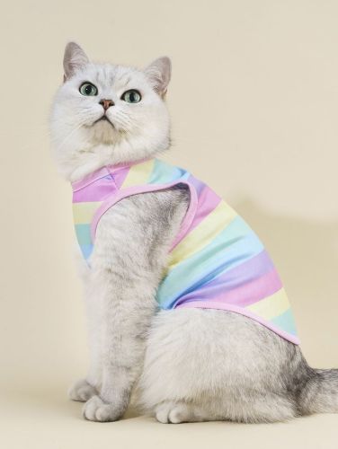 Rainbow vest for cat