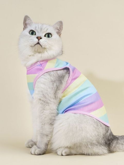Rainbow vest for cat