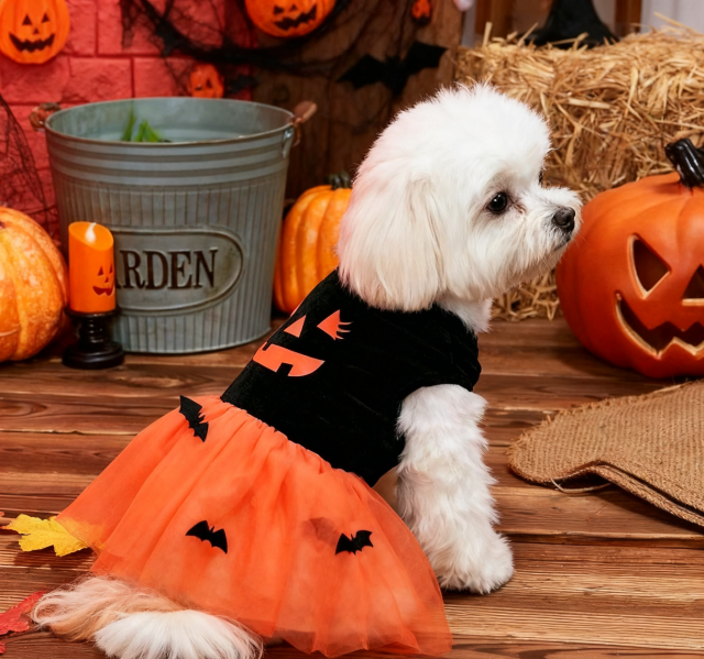 Hallowmas dog dress