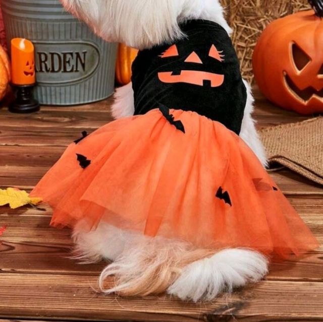 Hallowmas dog dress