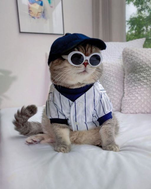 White & Navy Striped Cat Baseball Jersey