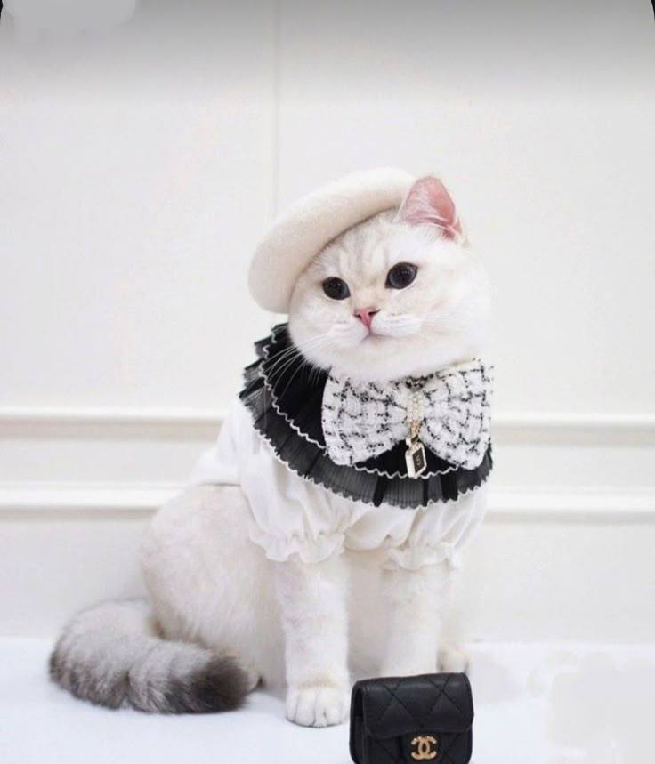 White Ruffled Blouse with Black Tulle Collar & Tweed Bow Tie for Cats