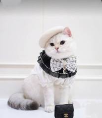 White Ruffled Blouse with Black Tulle Collar & Tweed Bow Tie for Cats