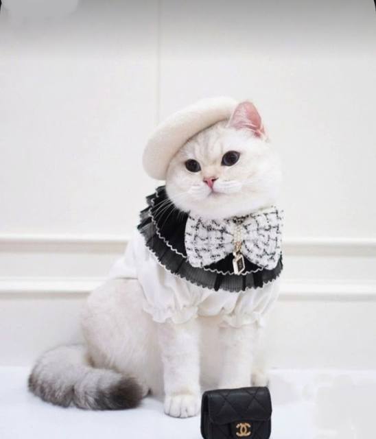 White Ruffled Blouse with Black Tulle Collar & Tweed Bow Tie for Cats