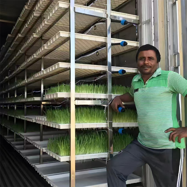 Sistema de cultivo hidropônico de hortaliças folhosas em contêiner de 40 pés para agricultura urbana.