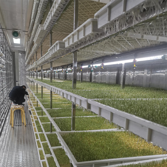 Sistema de cultivo hidropônico de hortaliças folhosas em contêiner de 40 pés para agricultura urbana.