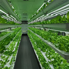 Sistema de cultivo hidropônico de hortaliças folhosas em contêiner de 40 pés para agricultura urbana.