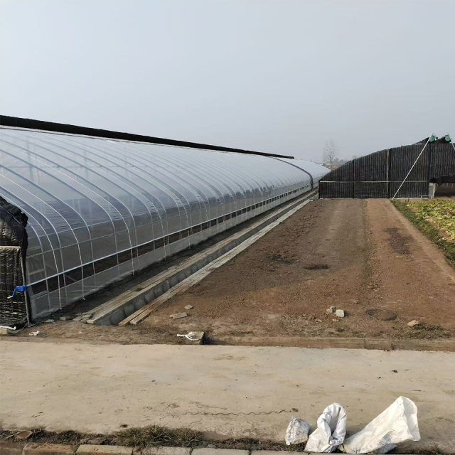 Invernadero de membrana arqueada para hortalizas de 6 a 10 m de luz para la producción comercial de cultivos.