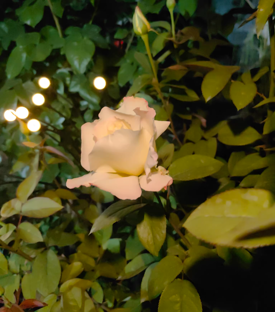 Solar-powered lawn lights, courtyard lights, LED wind-powered firefly ground lights, garden decorative festival lights, swaying lights