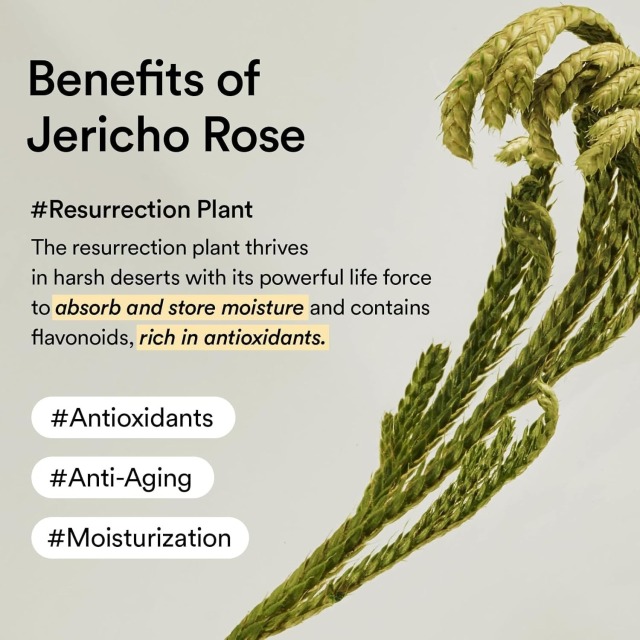 Private Label Collagen Eye Patch Jericho Rose Jelly Eyes Care Anti-Aging Eye Patch Crystal Collagen Under Eye Mask Patches