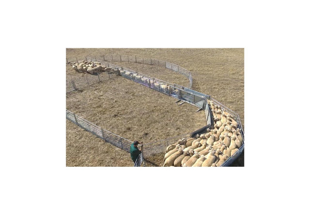 Sheep V race