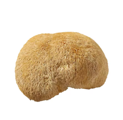 Lion's Mane Mushroom Extract Powder