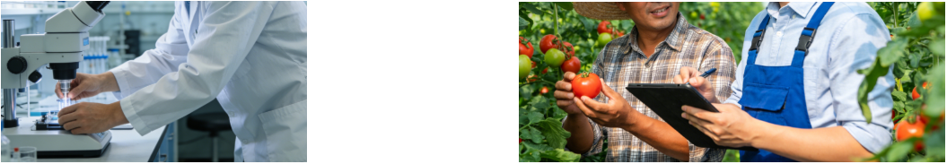 lycopene powder