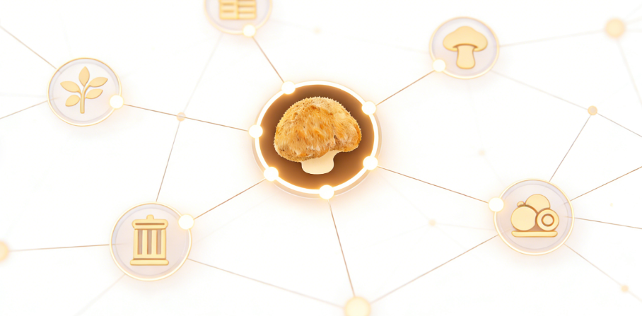 lion's mane mushroom extract powder