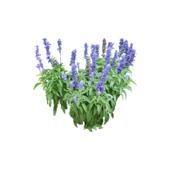 Alfalfa Leaf Juice Powder
