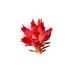 Rhodiola Rosea Extract