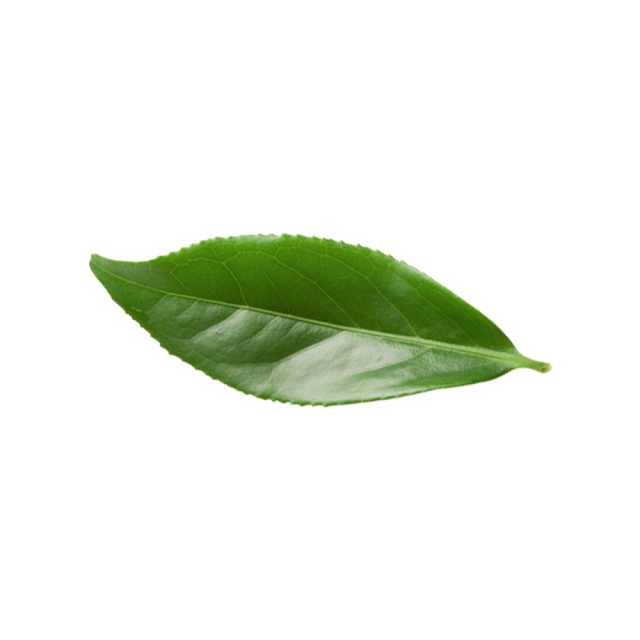 Sodium Copper Chlorophyllin Powder