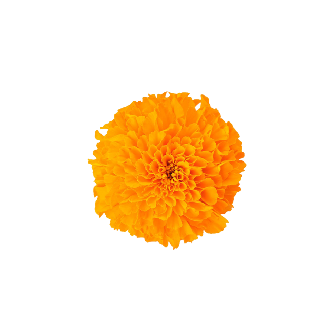 Lutein Powder
