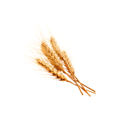 Wheat Protein Powder
