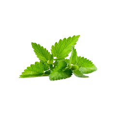 Lemon Balm Extract