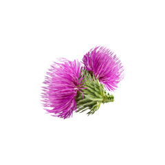 Milk Thistle Extract