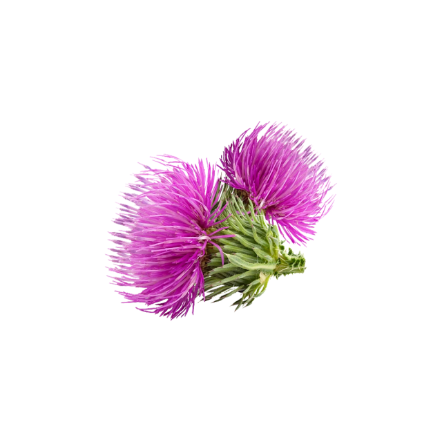 Milk Thistle Extract