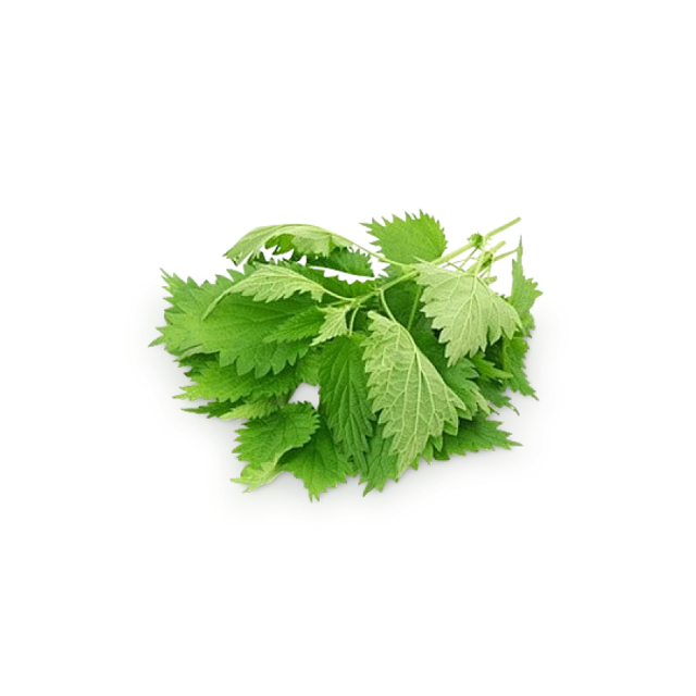 Nettle Leaf Extract