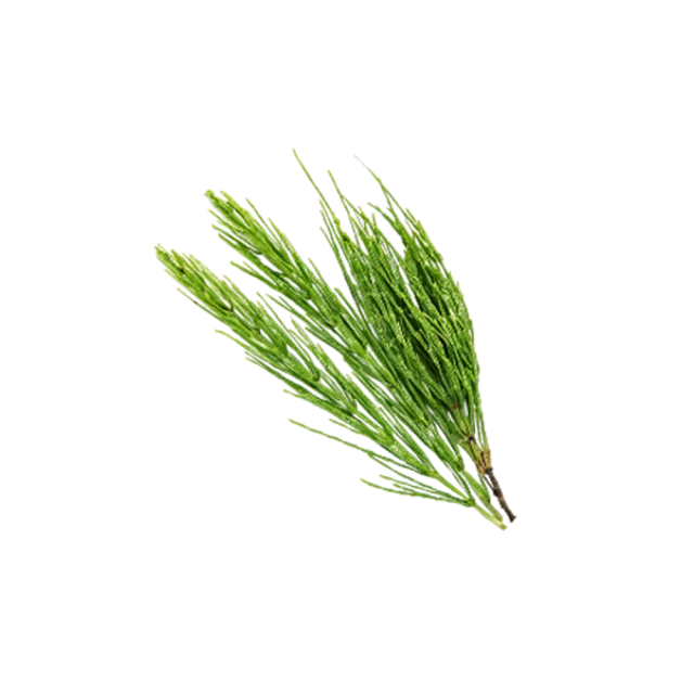 Horsetail Grass Extract