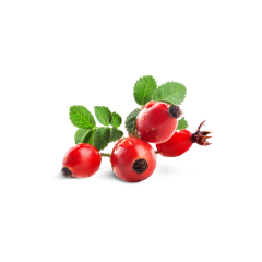 Rosehip Fruit Extract