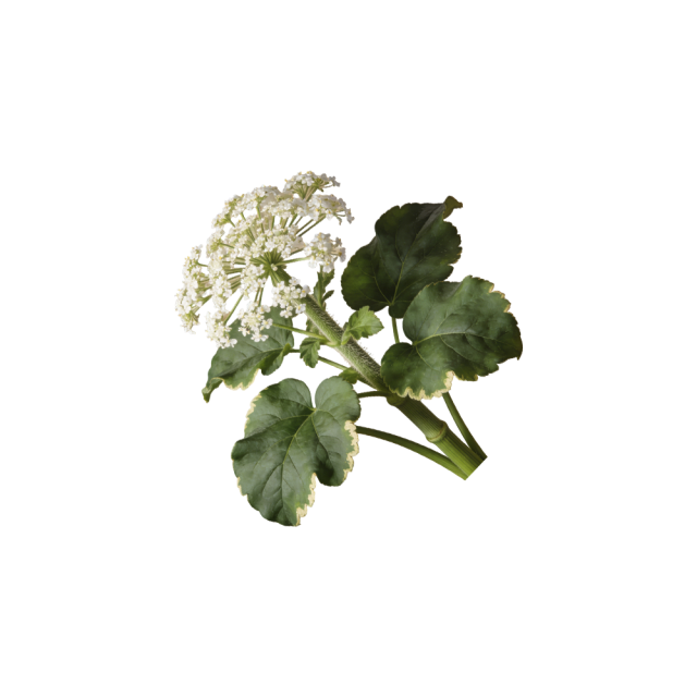 Valerian Root Extract