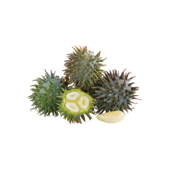 Tribulus Terrestris Extract Powder