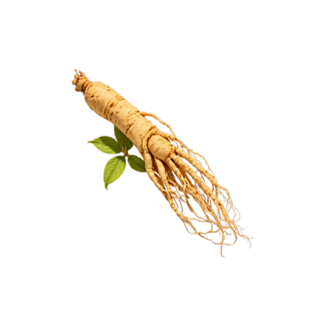 Siberian Ginseng Extract