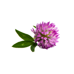 Red Clover Extract