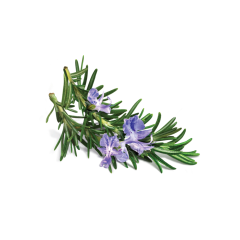 Rosemary Leaf Extract