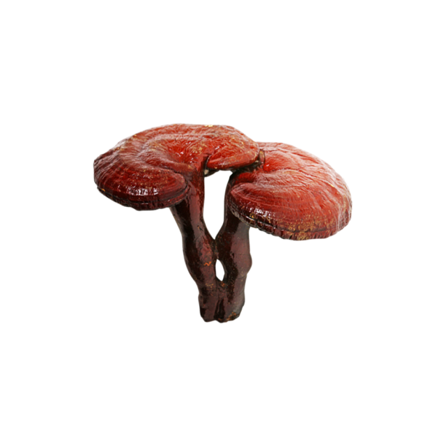 Reishi Mushroom Extract