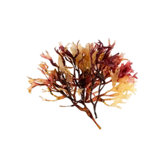 Irish Moss Powder