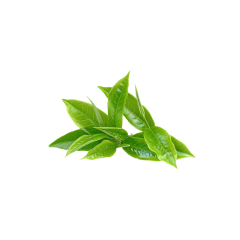Green Tea Extract L-Theanine