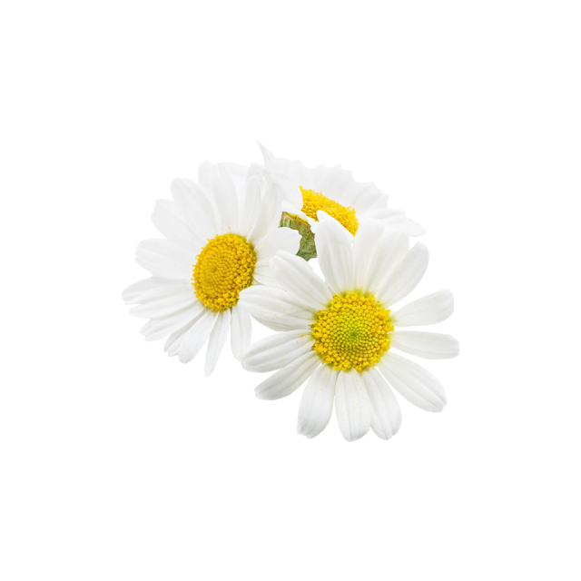 Chamomile Extract