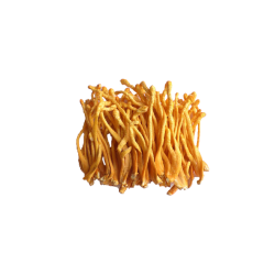 Cordyceps Militaris Extract