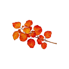 Fisetin Powder