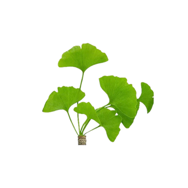 Ginkgo Biloba Extract