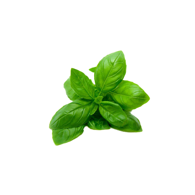 Holy Basil Extract