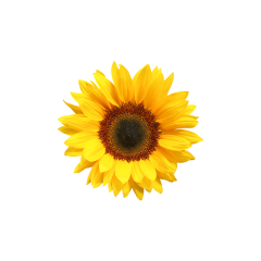Sunflower Extract