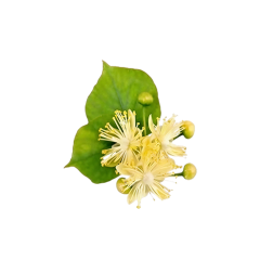 Linden Flower Extract
