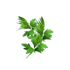 Artemisia Annua Extract