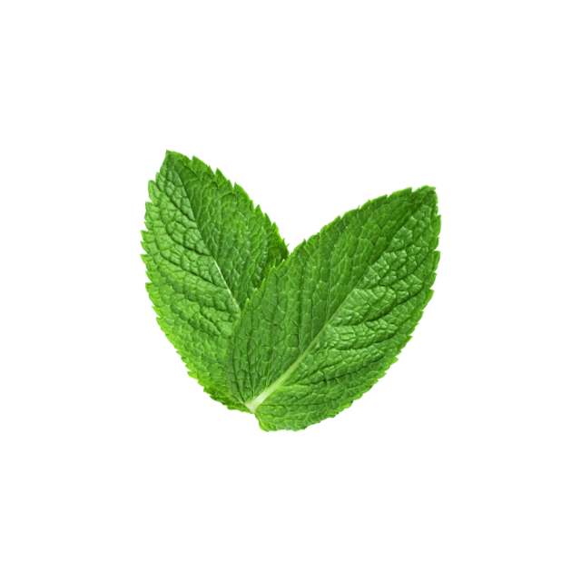 Peppermint Leaf Extract