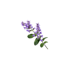 Sage Leaf Extract