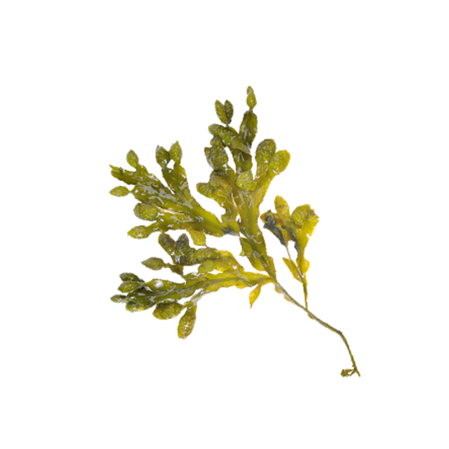 Bladder Wrack Powder